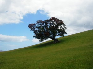 Pohutukawa at Duder Park by A.M.